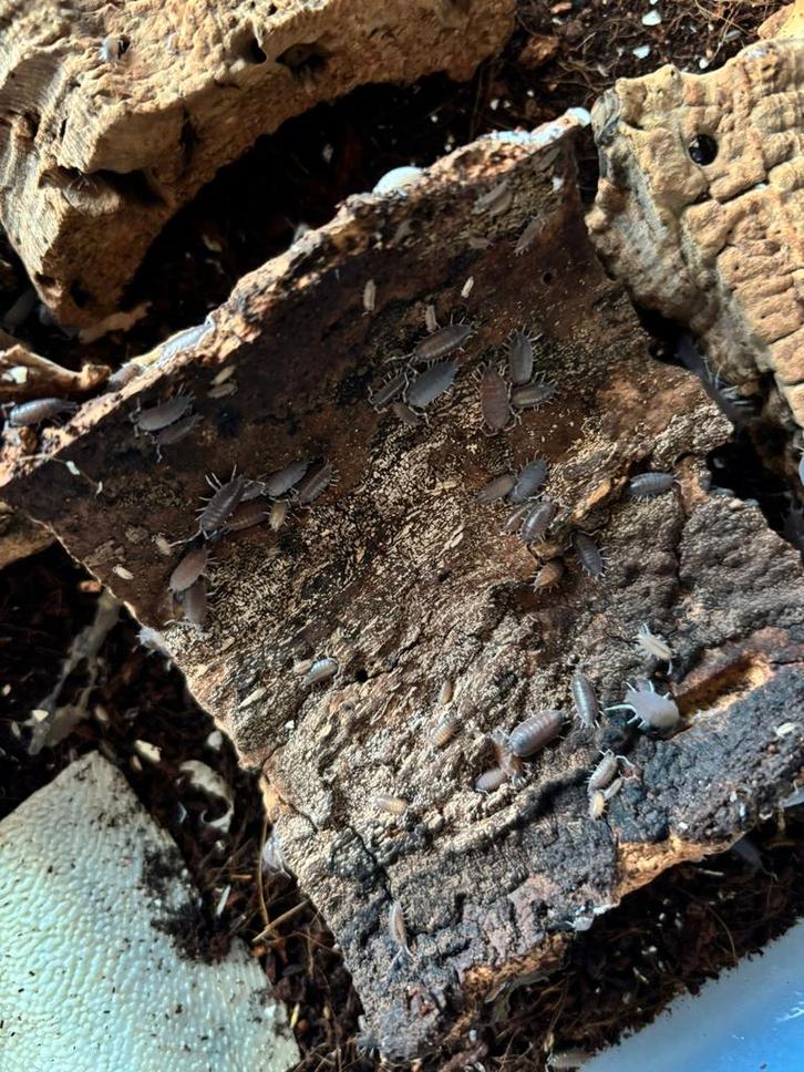 Powder blue isopods / pissebedden, Animaux & Accessoires, Insectes & Araignées, Autres espèces