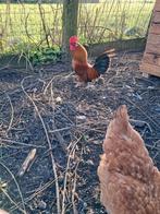 Chabo haantje, Mannelijk, Kip