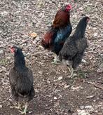 Te koop Araucana kippen 1, haan en 2, kippen, Dieren en Toebehoren