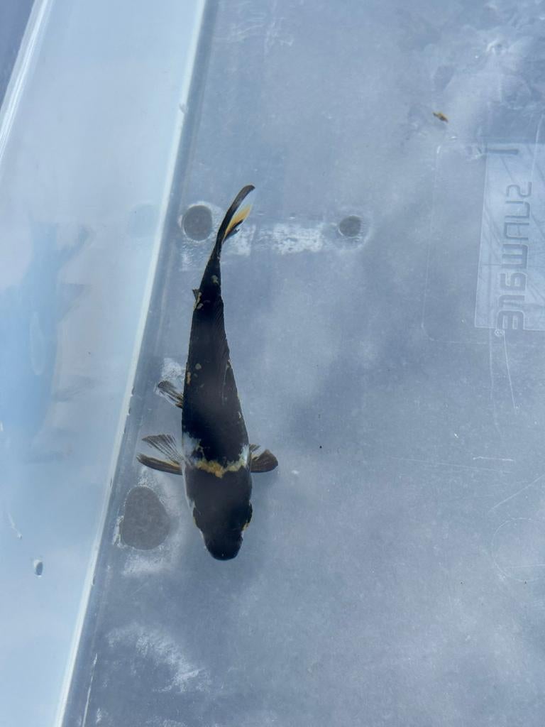 Japanse koi., Dieren en Toebehoren, Vissen | Vijvervissen