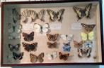oudere verzameldoos vlinders, Verzamelen, Dierenverzamelingen, Verzenden, Gebruikt, Insect, Opgezet dier