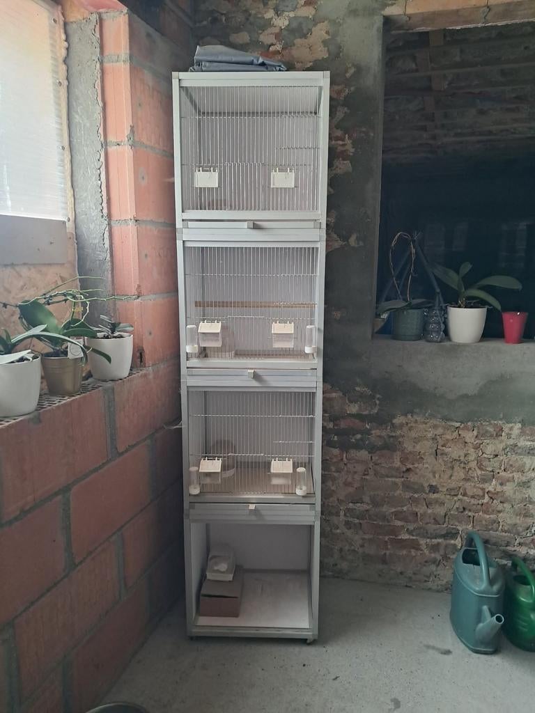 Cage oiseaux, Enlèvement