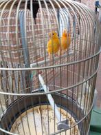 JONG KWEEKRIJPE KOPPELTJE KANARIES van 2025 geringd, Dieren en Toebehoren, Meerdere dieren, Zangkanarie