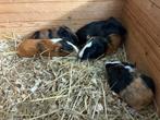 7 Jonge cavia’s, Dieren en Toebehoren, Januari, Meerdere dieren, Cavia