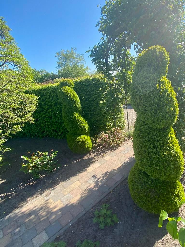 Buxus spiraal vormen, Jardin & Terrasse, Plantes | Arbustes & Haies, Enlèvement, Buis