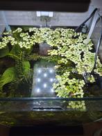 Salvinia Minima (Petite fougère radeau) — 3 pots pleins, Animaux & Accessoires, Enlèvement