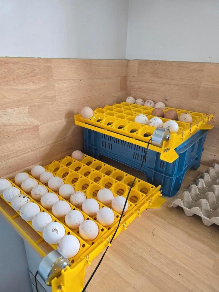 Broedeieren, Dieren en Toebehoren, Pluimvee, Kip, Geslacht onbekend