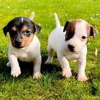 Jack Russel pups kortpotige, Dieren en Toebehoren, Honden | Jack Russells en Terriërs, België, Fokker | Hobbymatig, HCC (leverziekte)