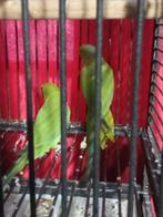 Ruilen of koopen: Halsbandparkieten koppel, Dieren en Toebehoren, Vogels | Parkieten en Papegaaien, Meerdere dieren, Parkiet