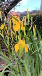 Graines d'iris jaune biologiques, Enlèvement ou Envoi, Automne