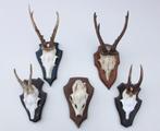OPRUIMING : 5 x REE GEWEI op schild - deels met kaakdeeltjes, Verzamelen, Dierenverzamelingen, Ophalen of Verzenden, Gebruikt