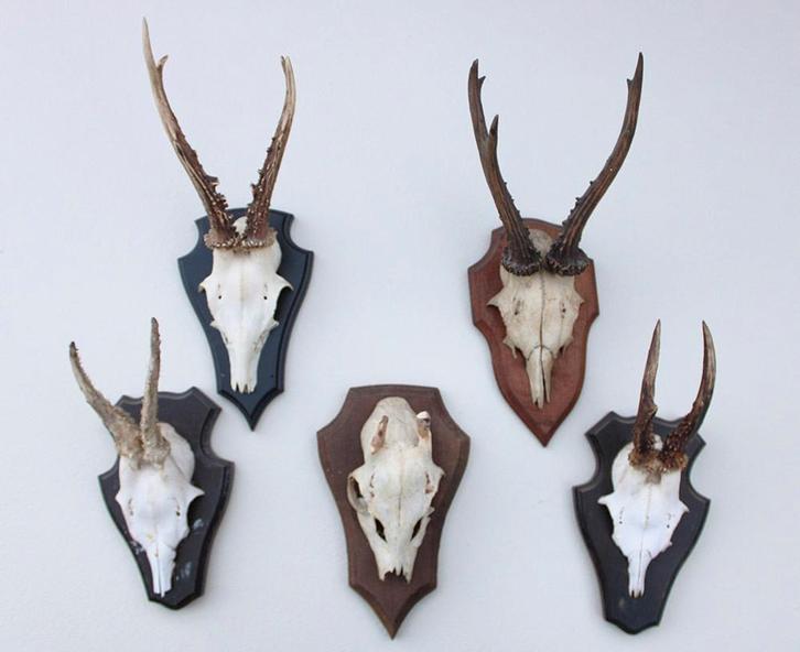 OPRUIMING : 5 x REE GEWEI op schild - deels met kaakdeeltjes, Verzamelen, Dierenverzamelingen, Gebruikt, Gewei of Kop, Hert, Ophalen of Verzenden