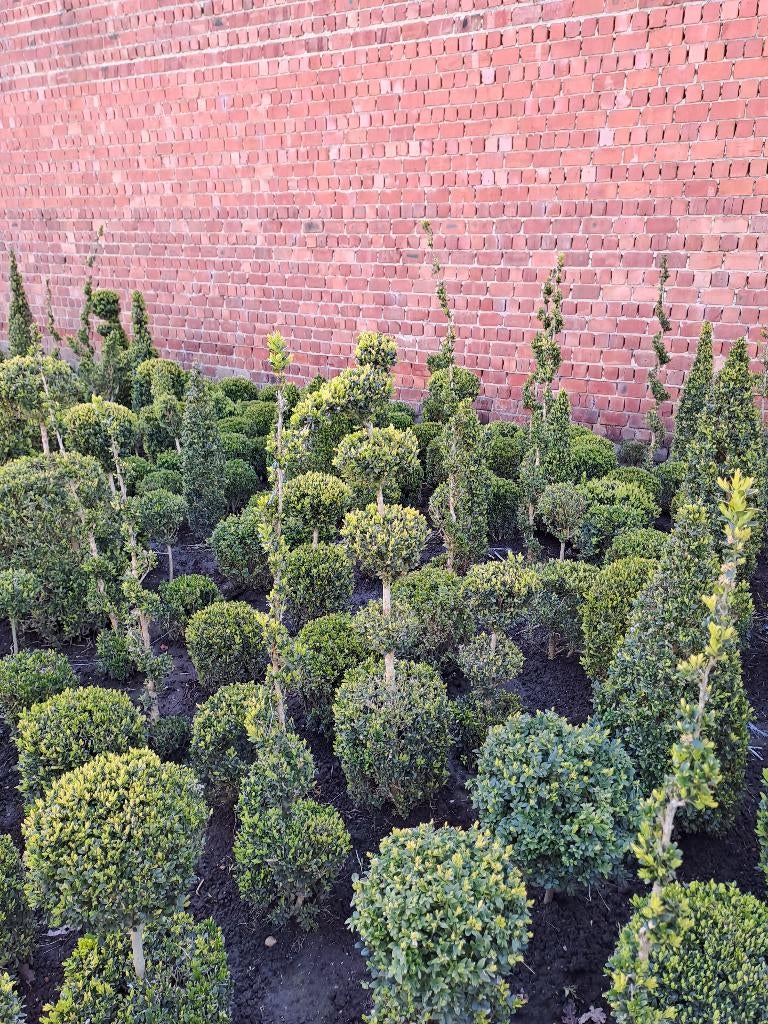 allerlei buxus vormen vanaf 3€, Jardin & Terrasse, Plantes | Arbustes & Haies, Enlèvement, Buis, Arbuste, Moins de 100 cm