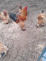 Brahma Haan, Dieren en Toebehoren, Pluimvee, Mannelijk, Kip