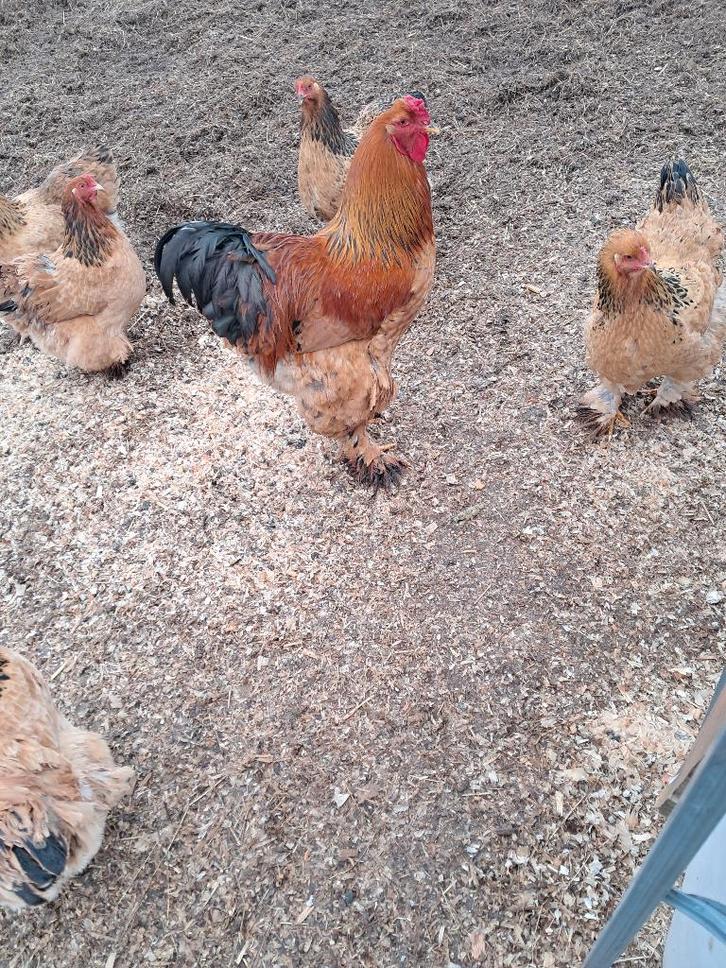 Brahma Haan, Dieren en Toebehoren, Pluimvee, Kip, Mannelijk