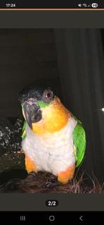 Super lieve papegaai, Dieren en Toebehoren, Vogels | Parkieten en Papegaaien, Papegaai, Tam