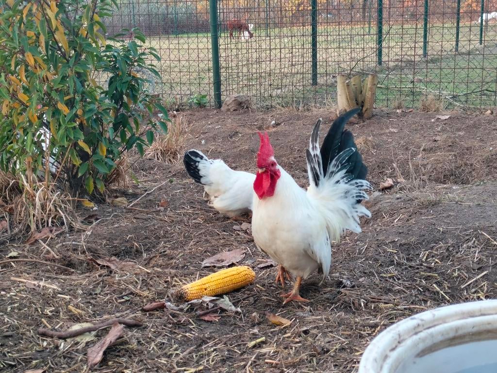 Chabo kuikens wit/zwart, Animaux & Accessoires, Volatiles, Sexe inconnu