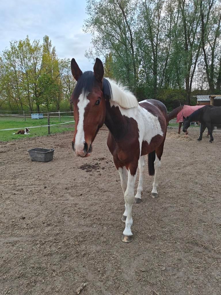 À la couverture : étalon hétérozygote hétérozygote, Étalon