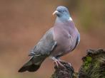 Gezocht/gevraagd duiven, Dieren en Toebehoren