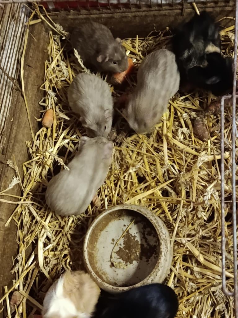 Cavia beertjes, Octobre, Mâle, Domestique, Cobaye