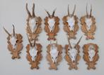 OPRUIMING : 9 x REE GEWEI op houten schild met kaakdeeltjes, Ophalen of Verzenden, Gebruikt, Hert, Gewei of Kop