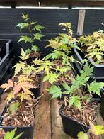 Japanse esdoorns, Enlèvement