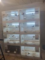 Mooie kweekkooien, zie beschrijving, Dieren en Toebehoren, Vogels | Hokken en Kooien, Ophalen