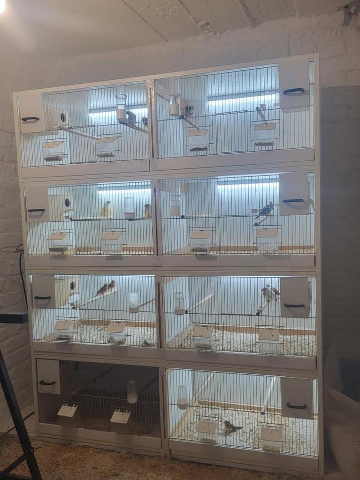 Mooie kweekkooien, zie beschrijving, Dieren en Toebehoren, Vogels | Hokken en Kooien, Ophalen