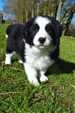 Prachtig langharig zwart wit Border Collie pupje, Parvo, België, Reu, 8 tot 15 weken
