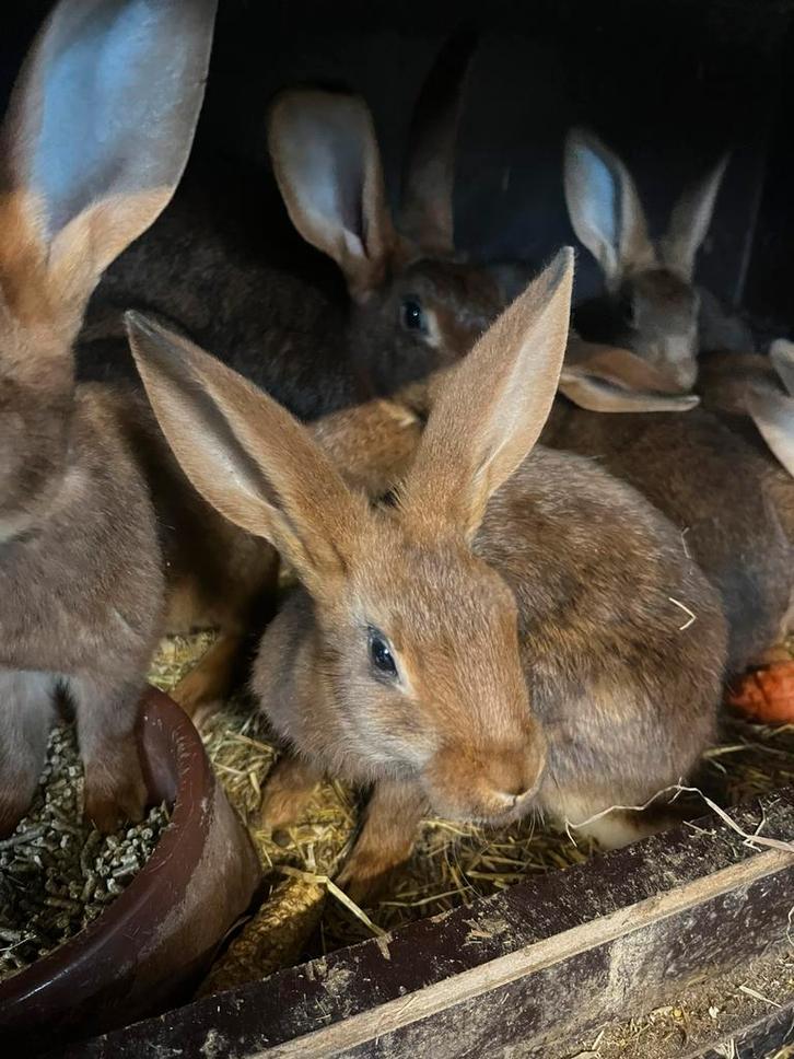 Belgische hazen, Animaux & Accessoires, Lapins