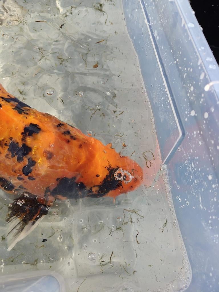 Koi, Dieren en Toebehoren, Karper of Koi