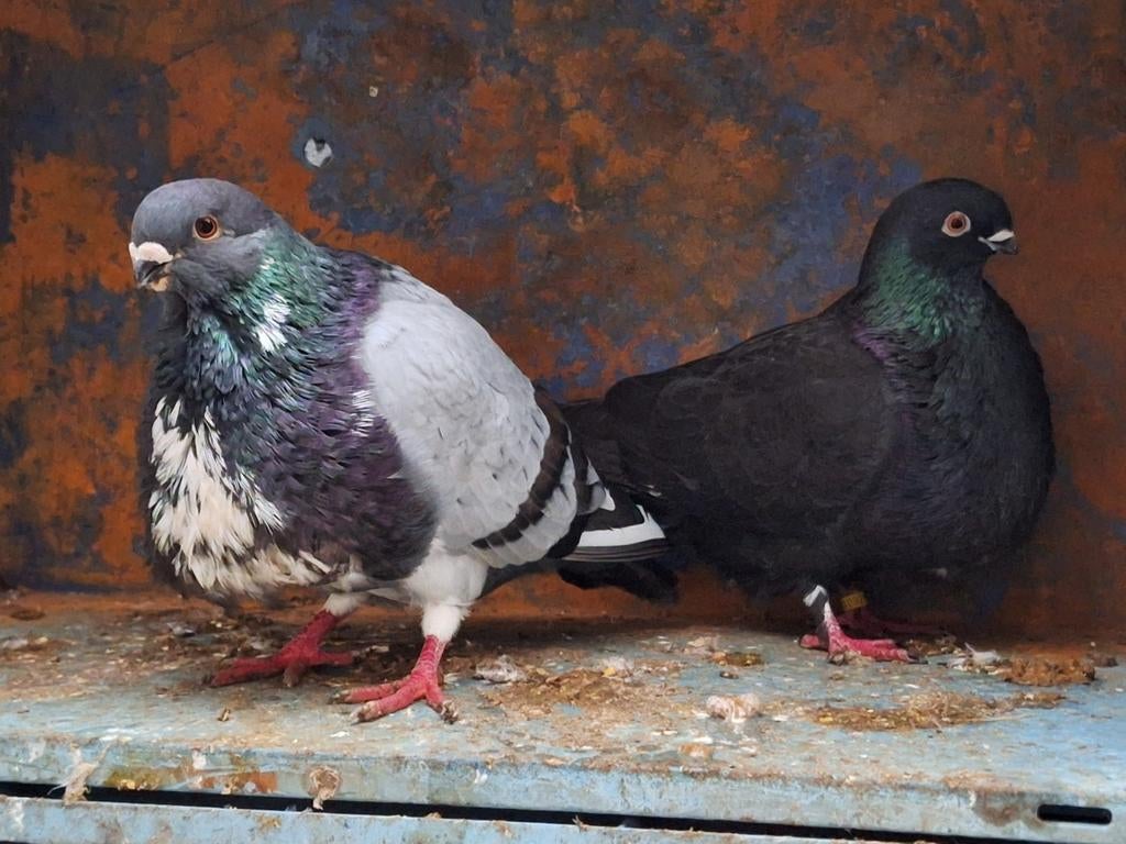 Kweekkoppel canaria kropper duiven, Kropper