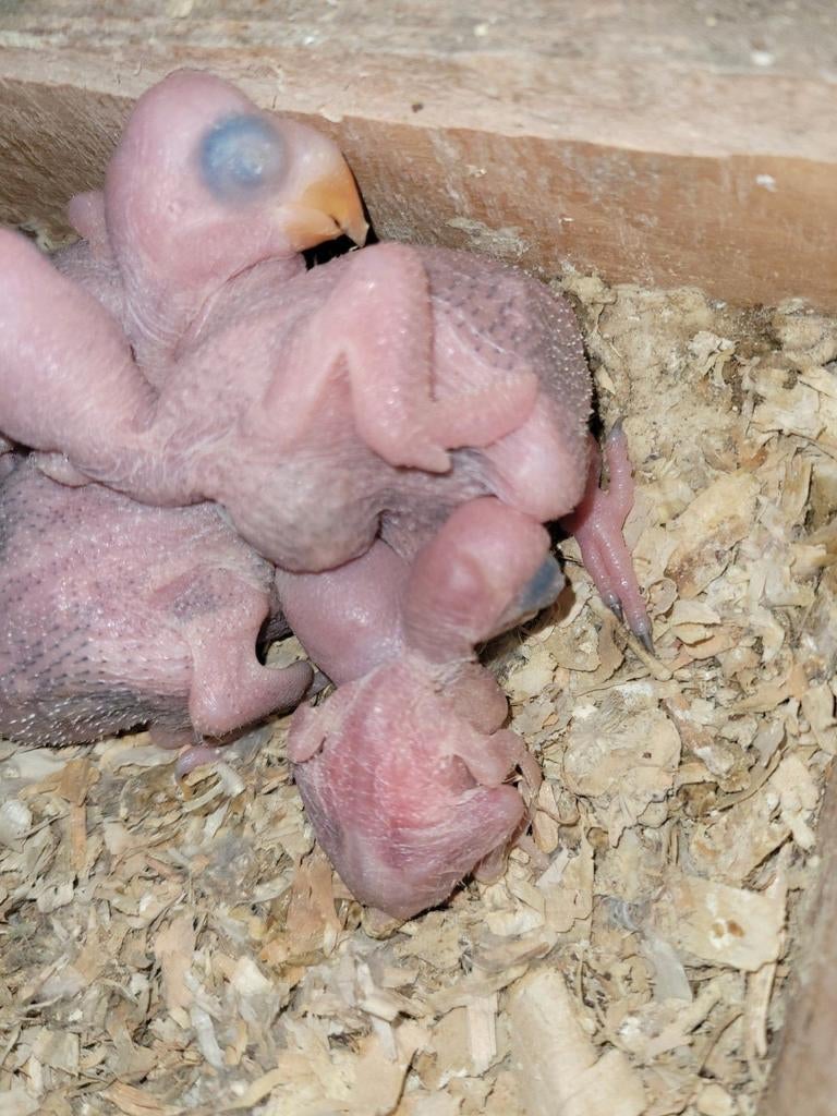 Groot-Alexander, Dieren en Toebehoren, Pluimvee