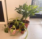 Beginners plantjes pakket, Autres espèces, Enlèvement ou Envoi, Moins de 100 cm, Plante verte