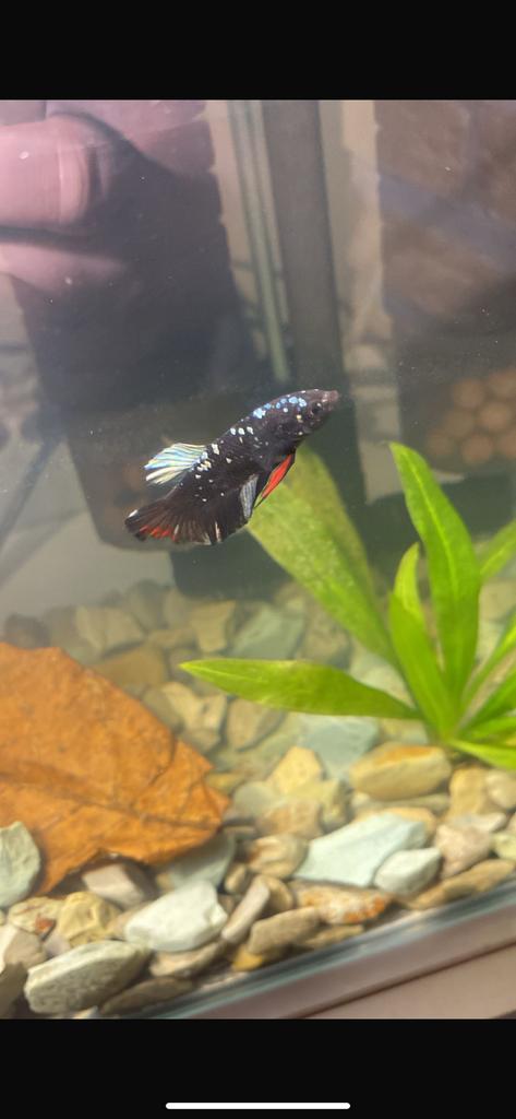 zeldzame mannelijke betta, Animaux & Accessoires