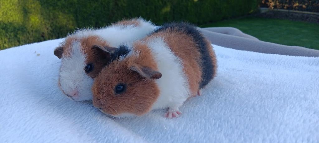 Rex cavia's: 1 zeugje en 1 beertje, Meerdere dieren, Tam, Maart, Cavia