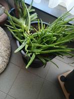 Mooie plant, Tuin en Terras, Ophalen