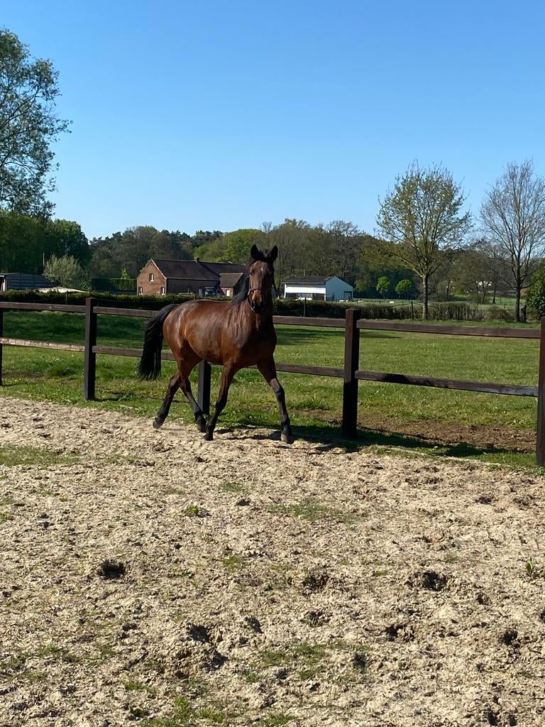 Dressuur merrie, Jument