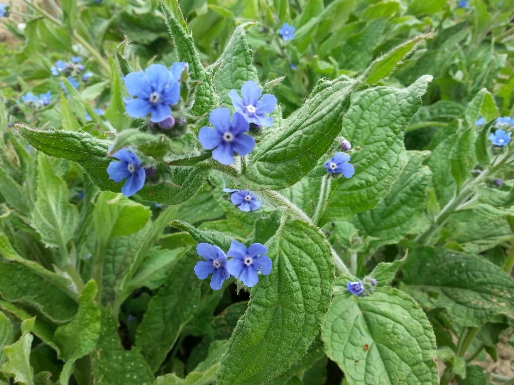 Myosotis persistant (restes de langue de bœuf), Jardin & Terrasse, Plantes | Jardin, Enlèvement, Autres espèces