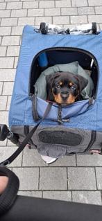 DoggyHut Premium hondenfietskar / buggy 2-in-1, Dieren en Toebehoren, Ophalen, Zo goed als nieuw