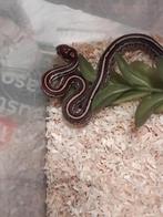 (super) tesselle d'amel/anery/kastanie, Animaux & Accessoires, Serpent, 0 à 2 ans