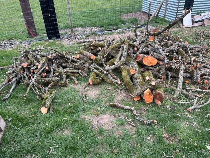 Bois de poirier - a donner - tout doit partir, Jardin & Terrasse, Bois de chauffage, Branches, Autres essences de bois, Enlèvement