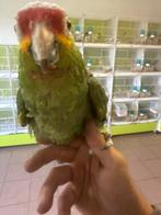 Amazone a front rouge eam, Animaux & Accessoires, Oiseaux | Perruches & Perroquets