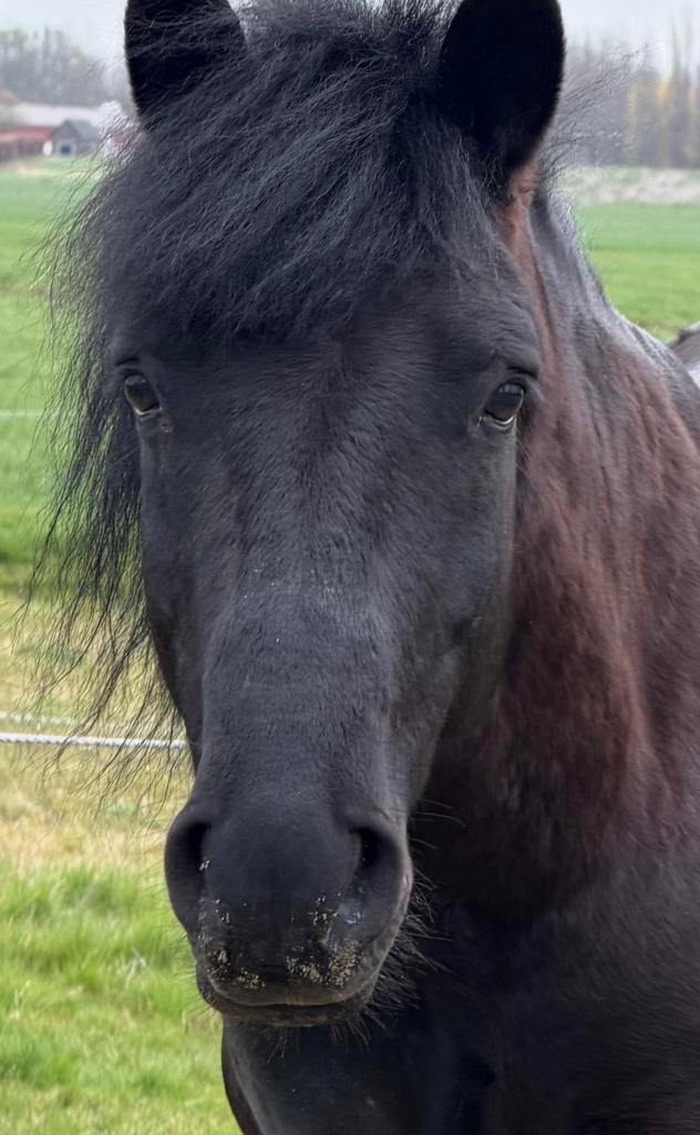 Prachtige D pony zoekt liefde en geduld, Dieren en Toebehoren, Minder dan 160 cm, B, Ruin, Recreatiepaard