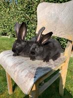 Vlaamse reuzen raszuivere konijnen donker havanna, Dieren en Toebehoren, Konijnen