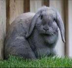 Konijntje, Sexe inconnu, 0 à 2 ans