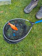 Goudvissen en shubunkin, Poisson(s) rouge(s)