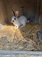 Lapin fermier