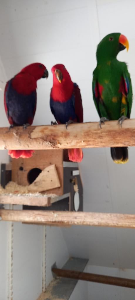 Edelpapegaaien, Meerdere dieren, Papegaai, Geringd