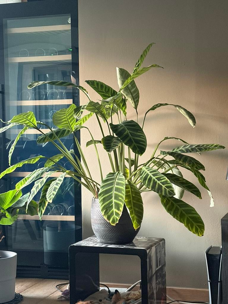 Calathea zebrina, Huis en Inrichting, Kamerplanten, Ophalen of Verzenden